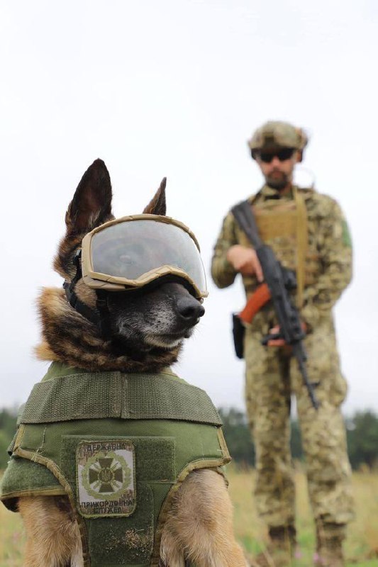 Пограничники показали амуницию для собак