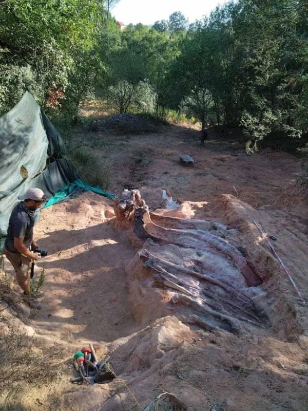 В Португалии нашли кости крупнейшего