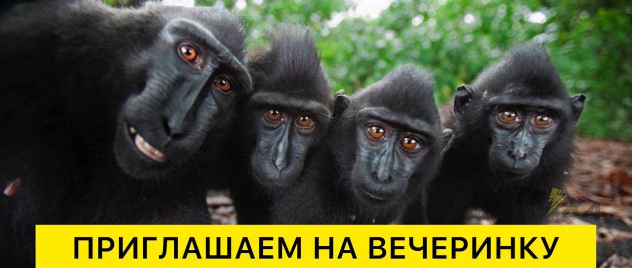 Число зарегистрированных в мире случаев оспы обезьян превысило 50 тысяч, – ВОЗ