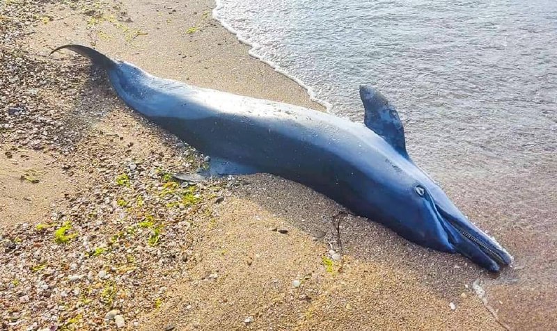 Война продолжает убивать дельфинов