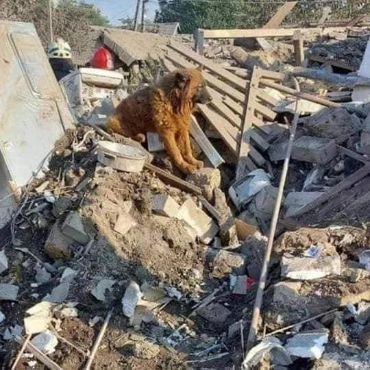 Верный пёс по кличке Крым, который не отходит от своего разрушенного дома