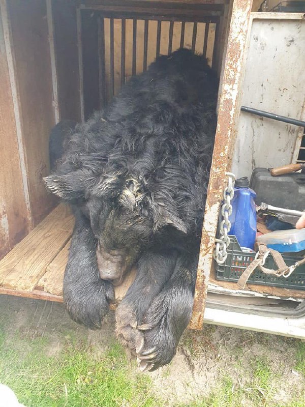 ВСУ спасли медведя возле деоккупированного Лимана