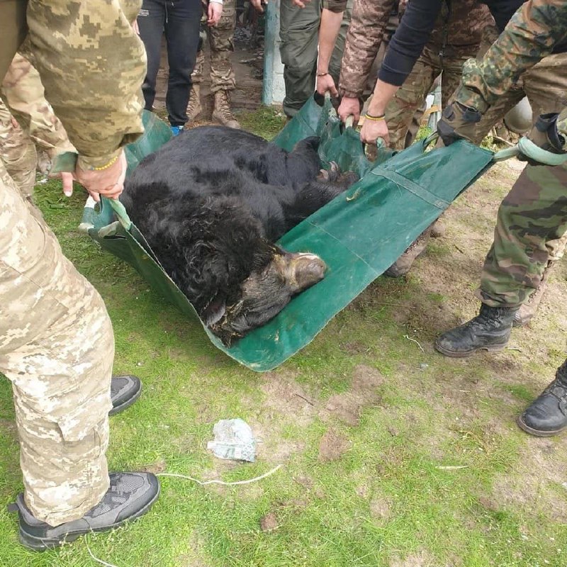 В окрестностях освобождённого Лимана нашли частный зоопарк с контуженным медведем, который находился в ужасном состоянии