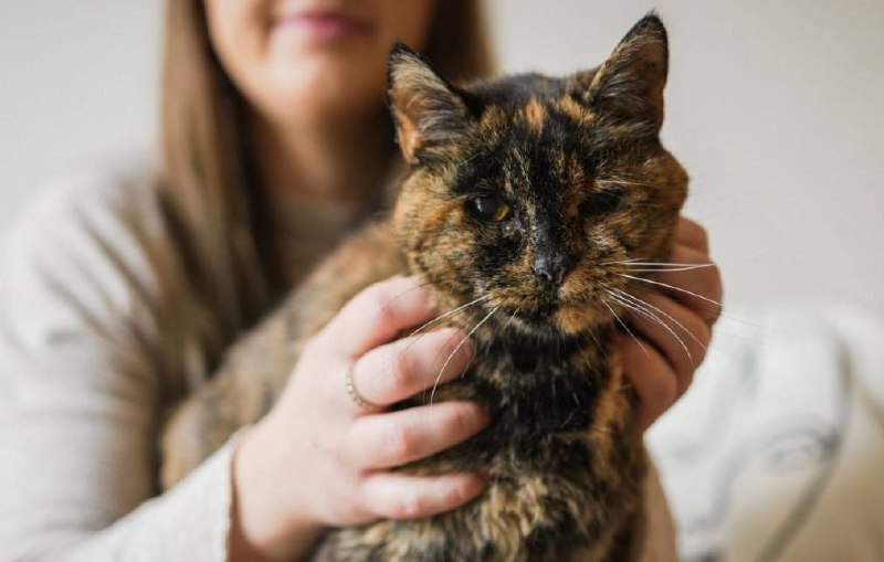 Немного котиков перед сном: самая старая кошка в мире попала в Книгу рекордов Гиннесса 