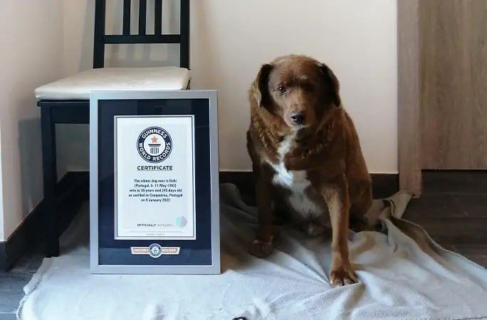 Пёс Боби из Португалии попал в Книгу рекордов Гиннесса как самая долгоживущая собака в истории, возраст которой подтверждён документами