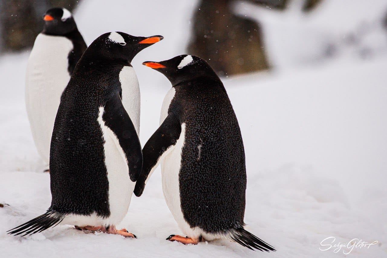Прекрасные влюбленные пингвины с антарктической станции «Академик Вернадский» «Вернандского»💙💛