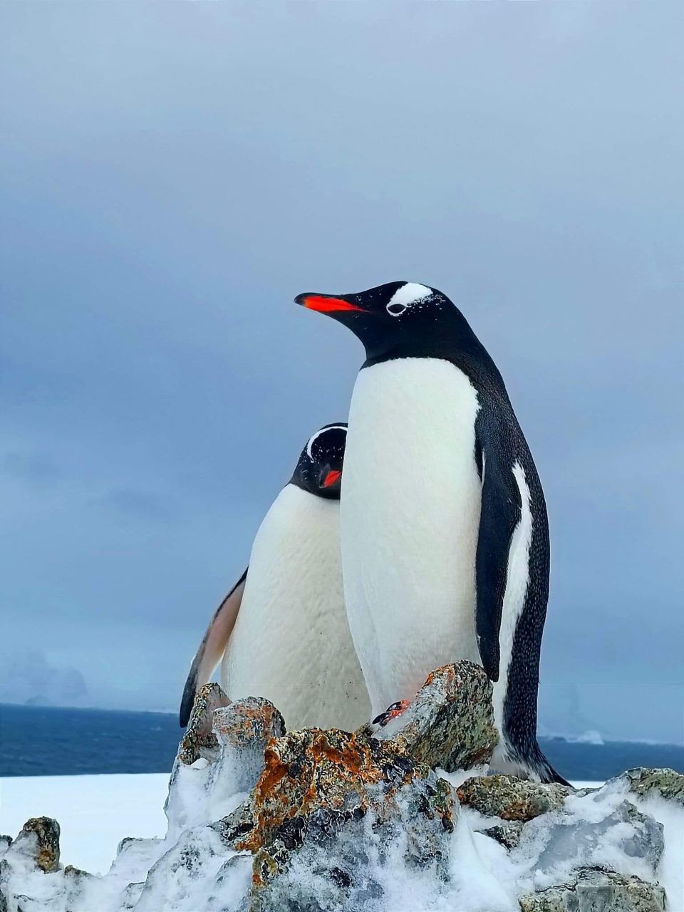 Прекрасные влюбленные пингвины с антарктической