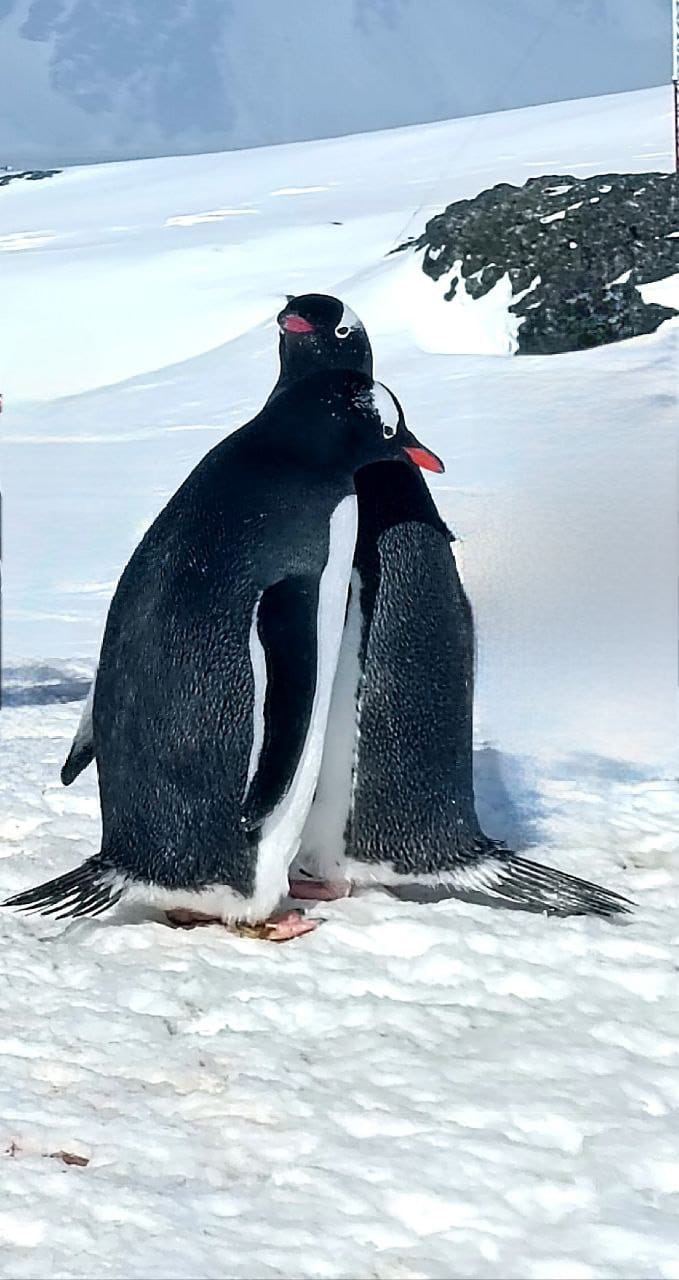 Прекрасные влюбленные пингвины с антарктической