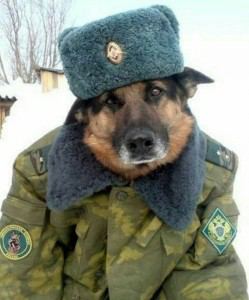 Депутат Госдумы Федот Тумусов от партии фрика Миронова предложил отправлять бездомных собак на войну