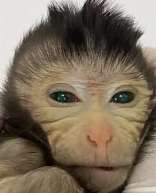 В Китае создали обезьяну-химеру из